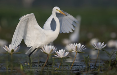  Egret in water lily pond