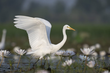  Egret in water lily pond