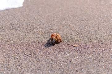 Seashell in the sand
