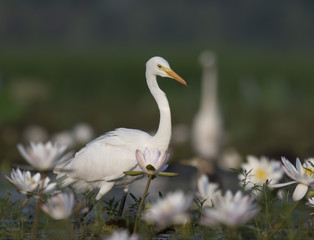 Great Egret in wetland