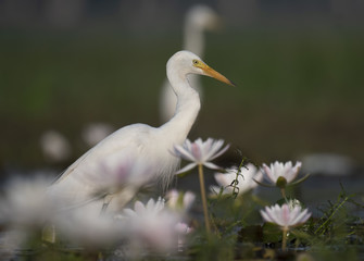  Egret in water lily pond