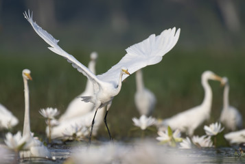 great egret in flight