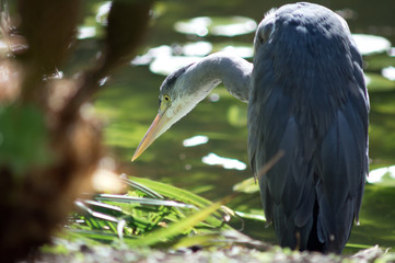 bird hunting on the waters edge as background