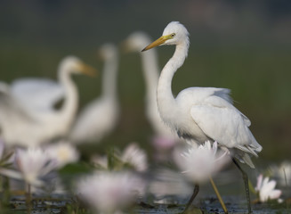 Great Egret fishing