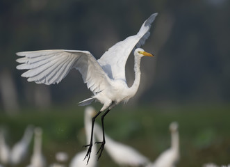 Great Egret taking off