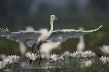 Egret taking off from a Pond