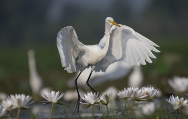  Egret in water lily pond