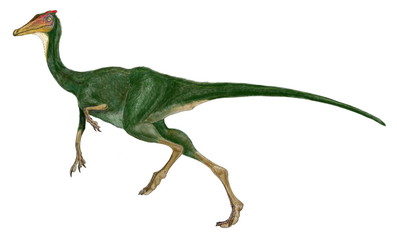 Obraz na płótnie Canvas ペレカニムス　白亜紀前期のダチョウ形恐竜の原始的な仲間。完全な草食性ではなく、口には200本ほどの歯があり、雑食性であったと思われる。喉にはペリカンのような袋の印象が残っており、ペレカニムスはペリカンもどきという意味である。軽く走り出したポーズのイラスト画像。