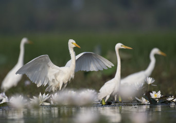 Flock of birds fishing