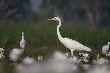 Obraz premium Great Egret in the morning