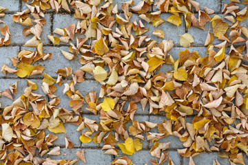 Fallen dry leaves on the paving walkway. Season hard work for the yardman
