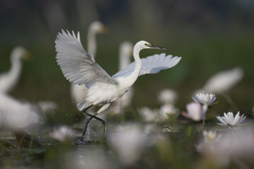  Egret in water lily pond