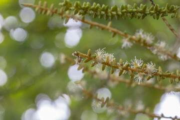 Clouse up Areca catechu or betel nut  flower and bokeh background.