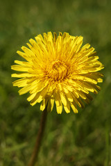 SINGLE YELLOW DANDELION FLOWER IN GREEN GRASS