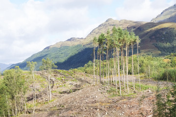 Empty woodlands due to tree felling by forest lumberjack selling wood for fuel and biomass renewable energy