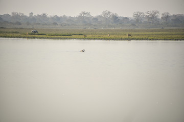 Naklejka premium Lake in kaziranga national park