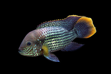 グリーンテラー