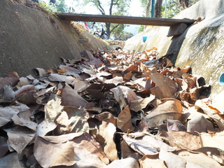 pile of leaves in landfill