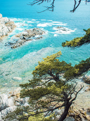 Beautiful panorama of pine forest on the coast. Rocks and seashore
