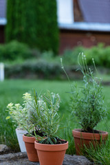 herbs in pots