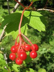 Bunch of viburnum under green leaves. Red viburnum is one of the symbols of Ukraine. Gardening of Ukraine