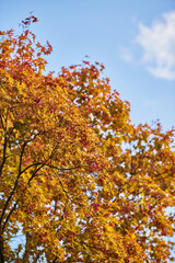Yellow maple leaves in autumn season with blue sky background