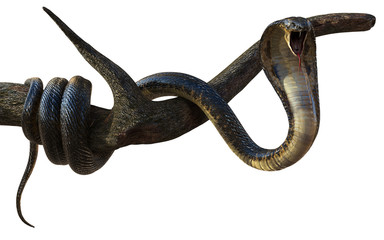 3d Illustration King Cobra The World's Longest Venomous Snake Isolated on White Background, King Cobra Snake with Cliping Path © mrjo_7