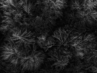 Aerial view of the forest in springtime. The trees are looking like a neural network from above.