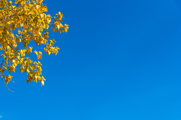 Blue sky with a branch of autumn yellow leaves - frame with copy space