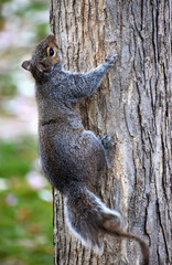 Closeup of a cute brown squirrel climbing up a tree in a park in Washington on a sunny spring day