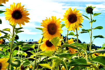 Closeup of several yellow sunflowers on a meadow on a sunny summer day 