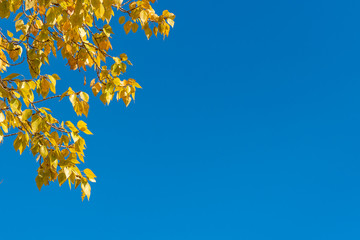 Blue sky with a branch of autumn yellow leaves - frame with copy space