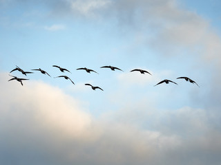 canada geese in flight
