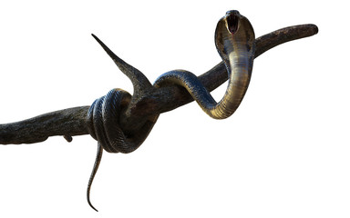 Obraz premium 3d Illustration King Cobra The World's Longest Venomous Snake Isolated on White Background, King Cobra Snake with Cliping Path
