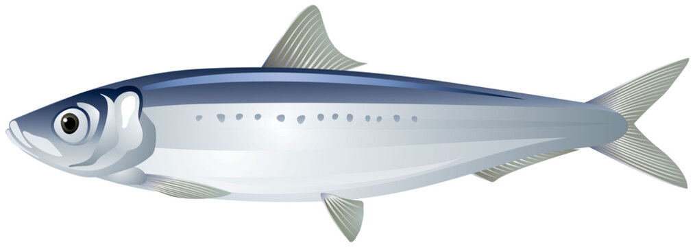 Iwashi Sardine also known as Pacific Sardine, Japanese Sardine or Iwashi Herring fish realistic vector illustration on a white background
