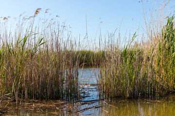 Stubble fields by the river in Evros Delta, Greece