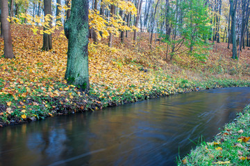 creek in the autumn forest