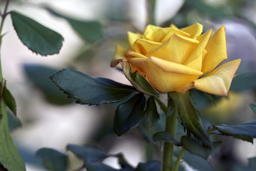 closeup of a single yellow rose blossomed in the garden