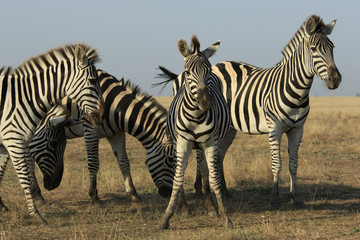 Fototapeta na wymiar Group of wild zebras stands together in a steppe