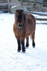 Brown shetland pony