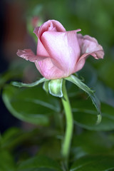 closeup of a single pink rose blossomed in the garden