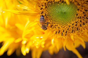 Honey Bee pollinating sunflower. Close-up of bee on sunflower.