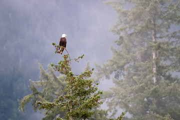 Bald eagle sitting on a tree top on a rainy day, facing right on the top left third