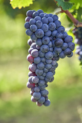 bunch of black grapes on the vine to mature waiting for the harvest