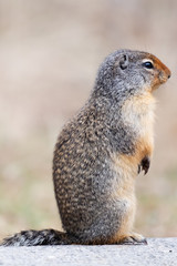 Naklejka na ściany i meble Closeup of Columbian Ground Squirrel standing on a concrete wall facing right