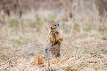 Columbian Ground Squirrel carrying grass in its mouth