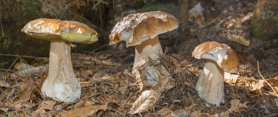mushrooms - Boletus edulis in a forest close up