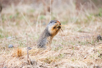 Naklejka na ściany i meble Columbian Ground Squirrel carrying grass in its mouth standing and facing right