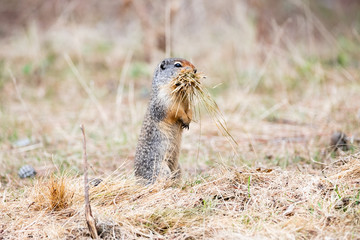 Naklejka na ściany i meble Columbian Ground Squirrel carrying grass in its mouth standing upright and facing right