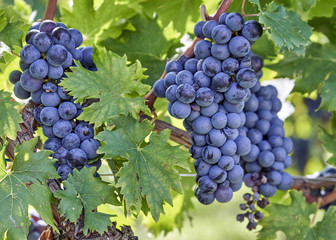 bunch of black grapes on the vine to mature waiting for the harvest